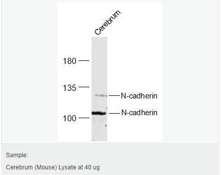 6057fd9ca9398.png image.png