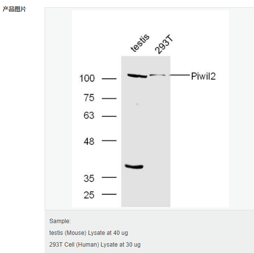 606199036af2a.png image.png