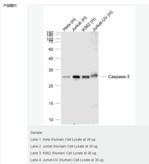 607d2bc672cd1.png image.png